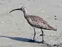 鳥類図鑑・チュウシャクシギ 3